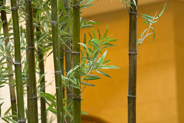 Bambú - foto de stock