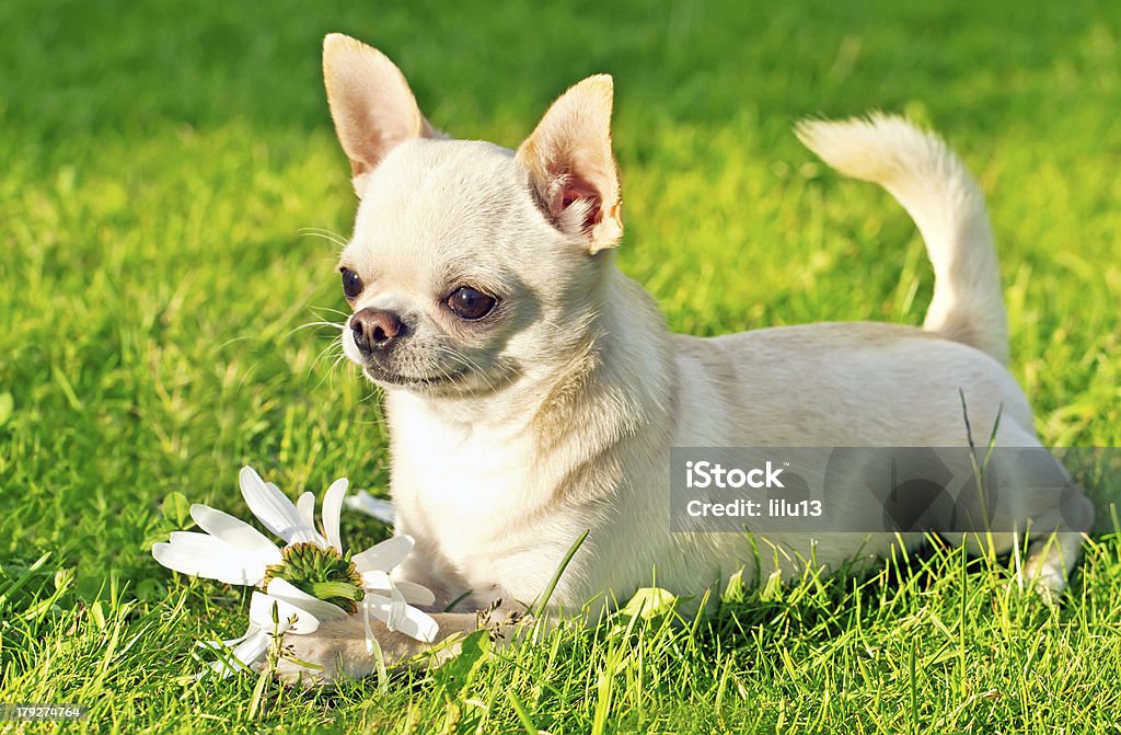 Carino piccolo cane - Foto stock royalty-free di Allegro