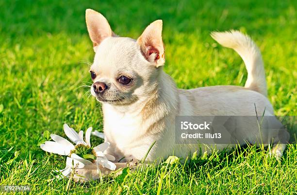 Carino Piccolo Cane - Fotografie stock e altre immagini di Allegro - Allegro, Amore, Animale