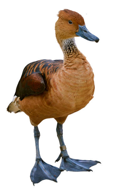 istock Isolated Fulvous Whistling Duck 179274800