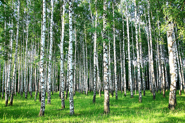 istock Beautiful summer birch grove in the evening sunlight 179275184