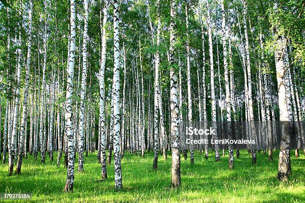 Beautiful Summer Birch Grove In The Evening Sunlight Stock Photo - Download Image Now