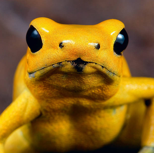 Poison dart frog Poison dart frog portrait of phyllobates terribilis of the amazon rainforest in Colombia, very toxic and poisonous animal,big black amphibian eyes and bright yellow color poison arrow frog photos stock pictures, royalty-free photos & images