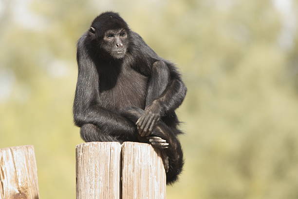 istock Black monkey sitting on a wooden stump 179275318