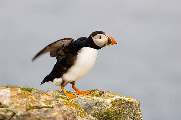 istock Puffin ,Fratercula arctica , on a rock 179275325