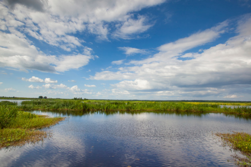 Freshwater marsh at the Savannah National Wildlife Refuge.