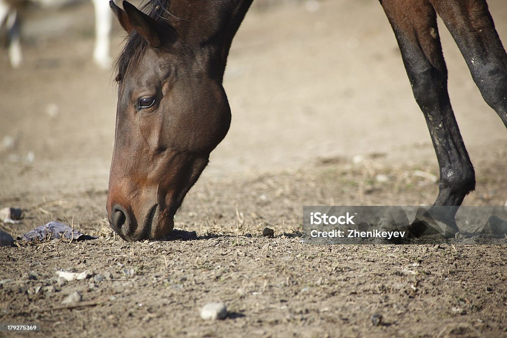 cavallo - Foto stock royalty-free di Agricoltura