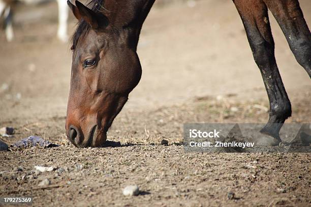 Cavallo - Fotografie stock e altre immagini di Agricoltura - Agricoltura, Ambientazione esterna, Animale