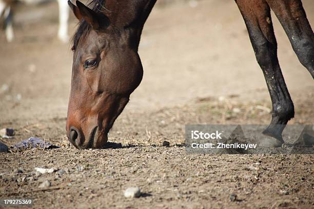 Foto de Cavalo e mais fotos de stock de Agricultura - Agricultura, Alimentar, Animal