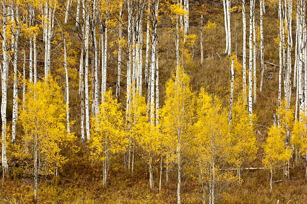 queda aspen no colorado - gold yellow aspen tree autumn imagens e fotografias de stock