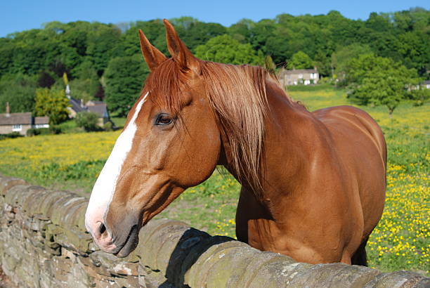 istock Horse in a Cheshire field 179275423