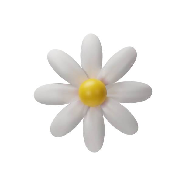 istock 3D chamomile flower. Realistic illustration of daisy 1792754363