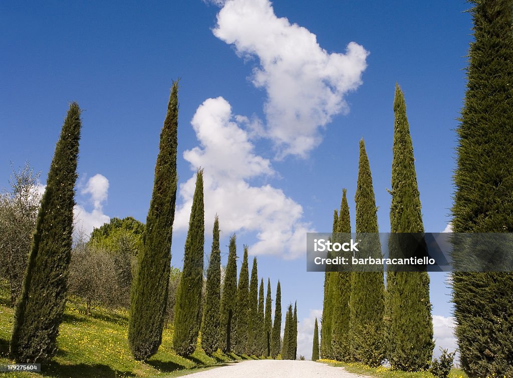 avenue lined with cypress trees in Tuscany "avenue lined with cypress trees in Tuscany, italy, europe" Avenue Stock Photo