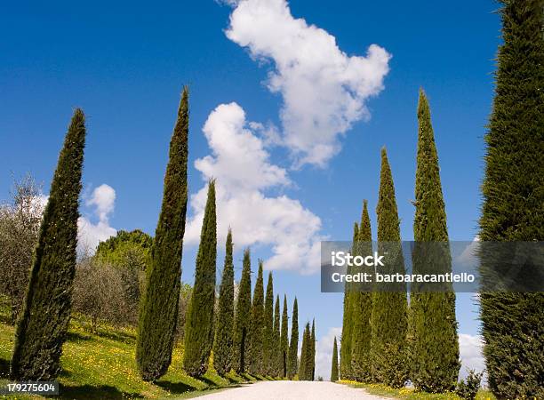 Avenue Lined With Cypress Trees In Tuscany Stock Photo - Download Image Now - Avenue, Coniferous Tree, Country Road