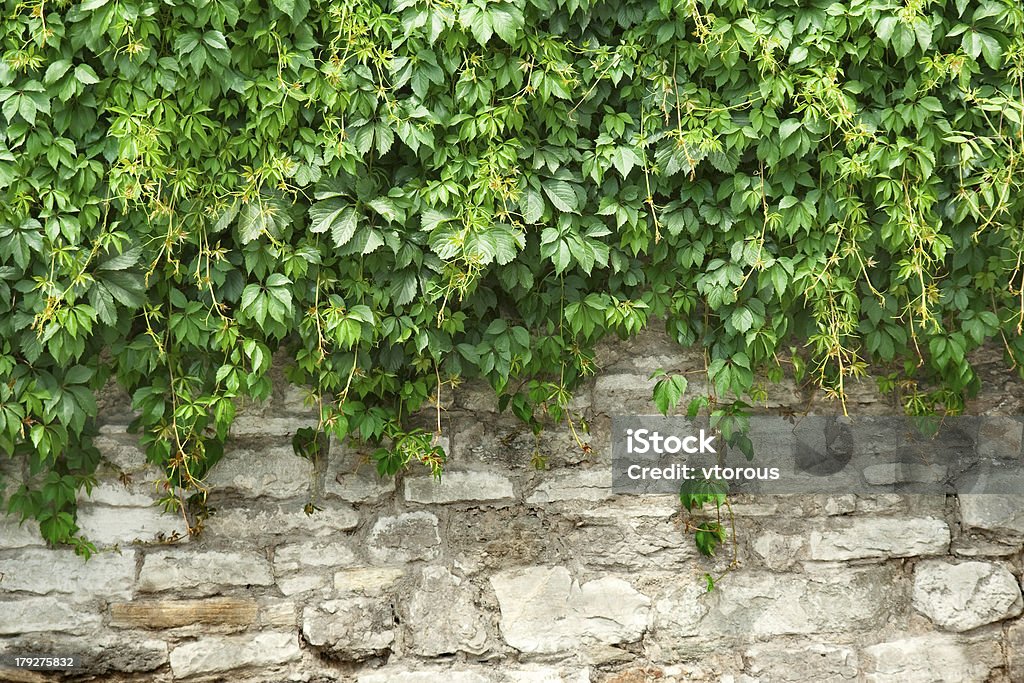 Stone wall and plants Stone wall and green plants Antique Stock Photo