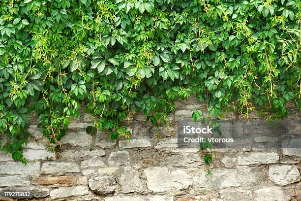 Stone Wall And Plants Stock Photo - Download Image Now - Antique, Backgrounds, Built Structure
