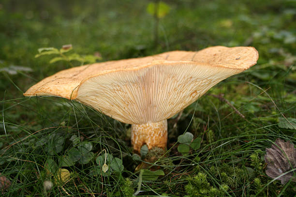 istock Woolly Milk Cap Lactarius torminosus 179276050