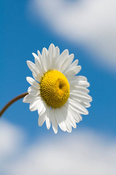 istock Perfect Daisy Flower and Sky Background 179276463