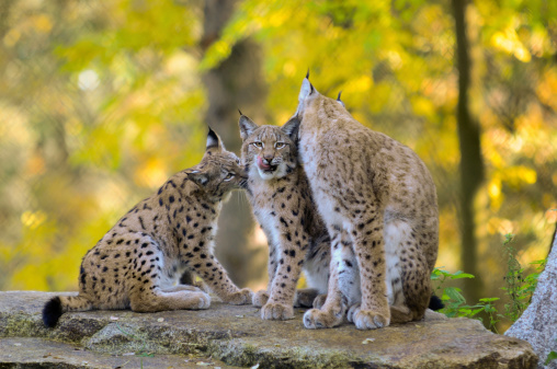 Beautiful colorful Bobcat mother (also known as red lynx) with kittens feeding near Colorado Springs, Colorado in western USA of North America
