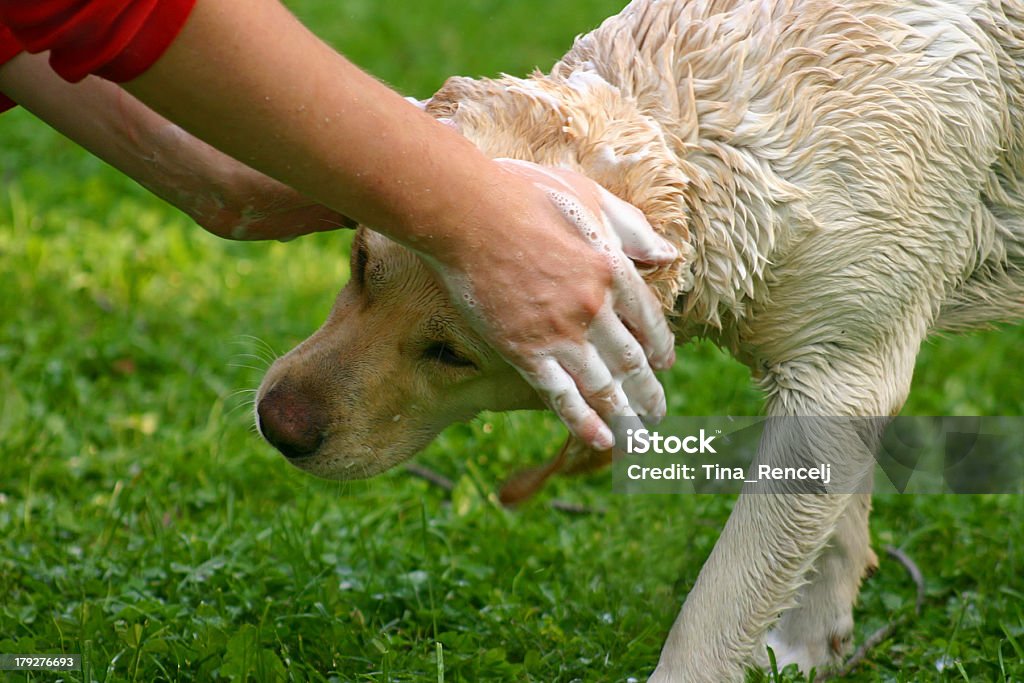 Cachorro tomando banho - Foto de stock de Adulto royalty-free