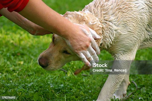 Foto de Cachorro Tomando Banho e mais fotos de stock de Adulto - Adulto, Amizade, Animal