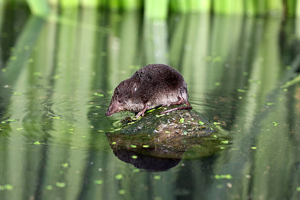 istock Water shrew, Neomys fodiens 179276771