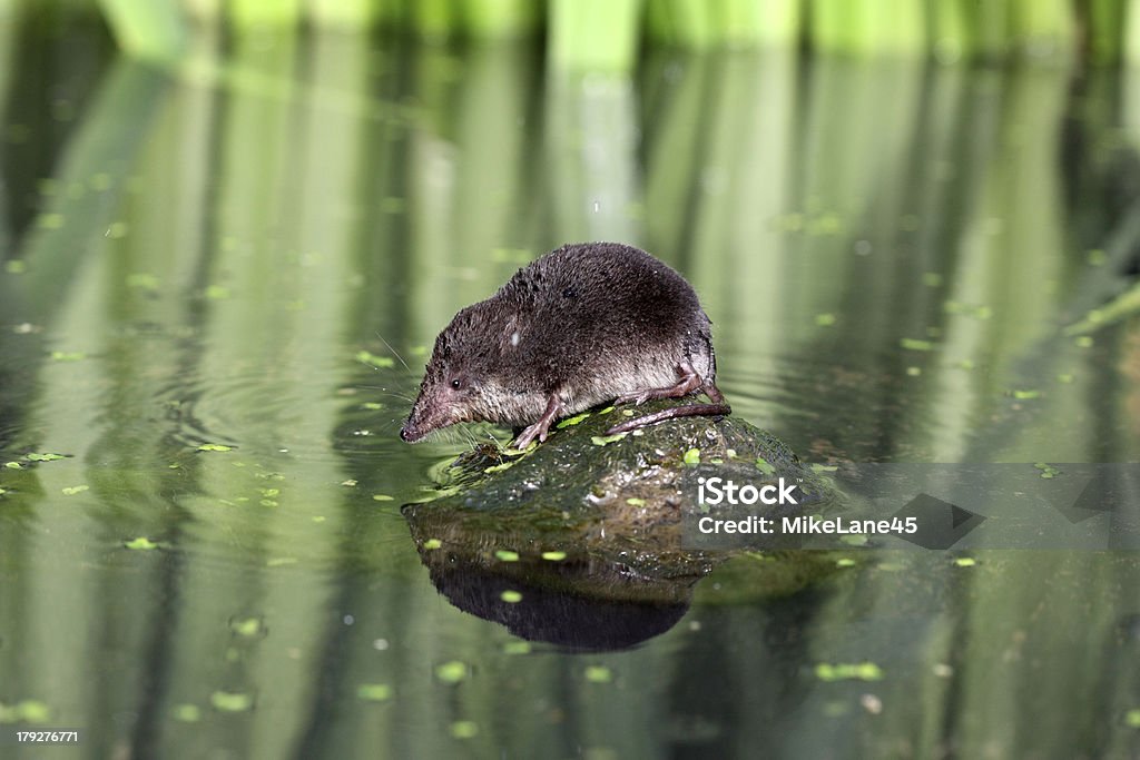 Water shrew, Neomys fodiens Water shrew, Neomys fodiens, single shrew on rock by water, Warwickshire, July 2010 Eurasian Water Shrew Stock Photo