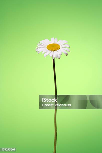 Daisy Em Fundo Verde - Fotografias de stock e mais imagens de Amarelo - Amarelo, Amor, Animal selvagem