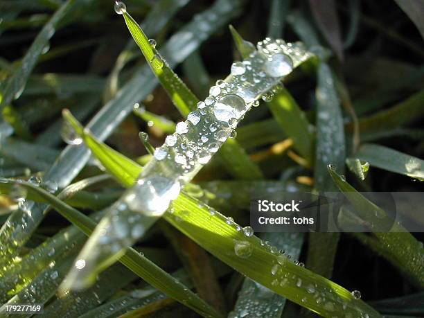 Waterdrops Stockfoto und mehr Bilder von Blume - Blume, Fotografie, Frische