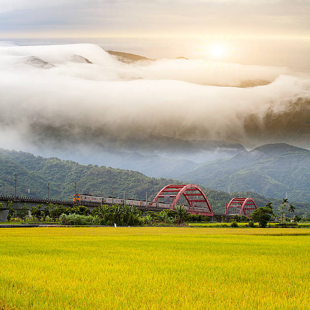 Paddy field in the morning for adv or others purpose use