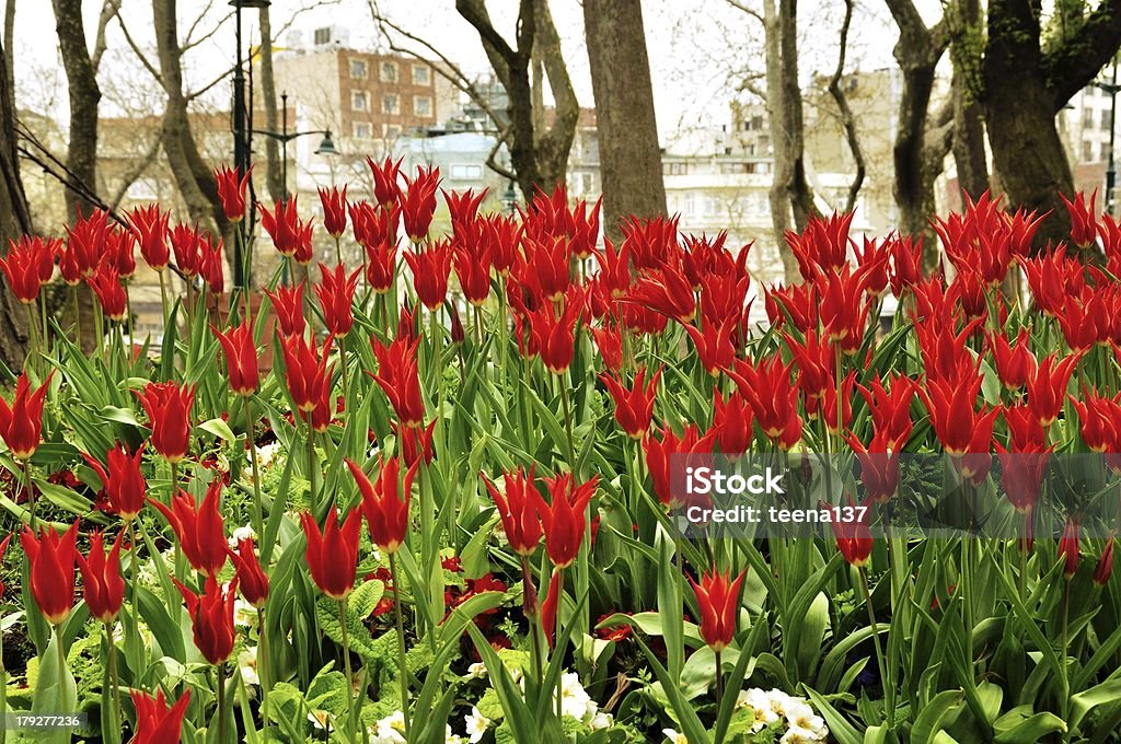 Весенний тюльпан поле - Стоковые фото Без людей роялти-фри