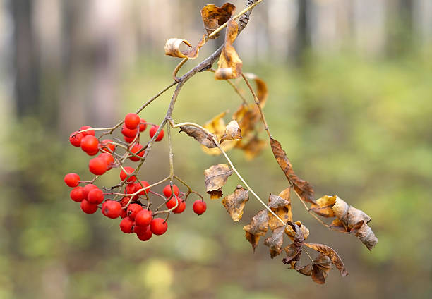 Ashberry stock photo