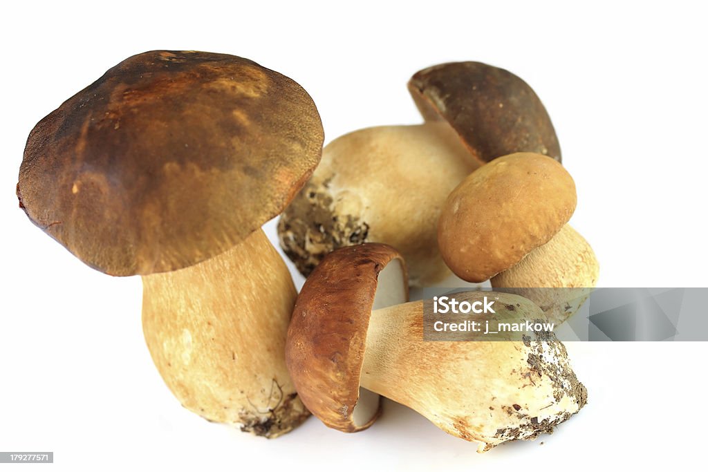 Грибами - Стоковые фото Peppery Bolete роялти-фри