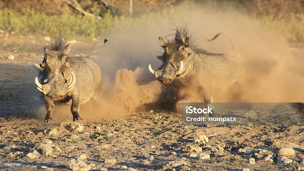 Blur of power and action from a Warthog fight Two adult male (boar) Warthogs fighting over water rights on a game ranch in Namibia, Africa. Activity Stock Photo