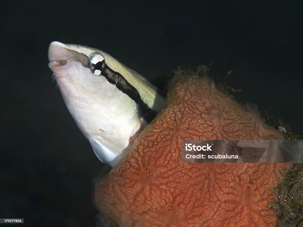 청소기요 없거나, Falscher Putzerfisch (Aspidontus taeniatus) - 로열티 프리 네그로스 오리엔탈 스톡 사진