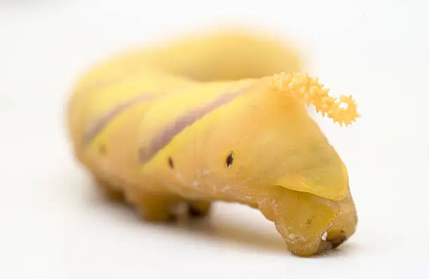Yellow Moth larvae