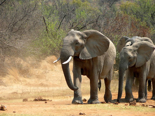 Loxodonta africana, African Elephant stock photo