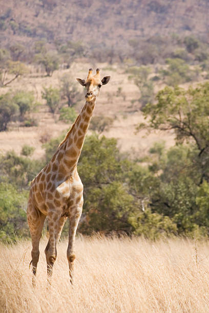 Giraffa camelopardalis, Giraffes stock photo