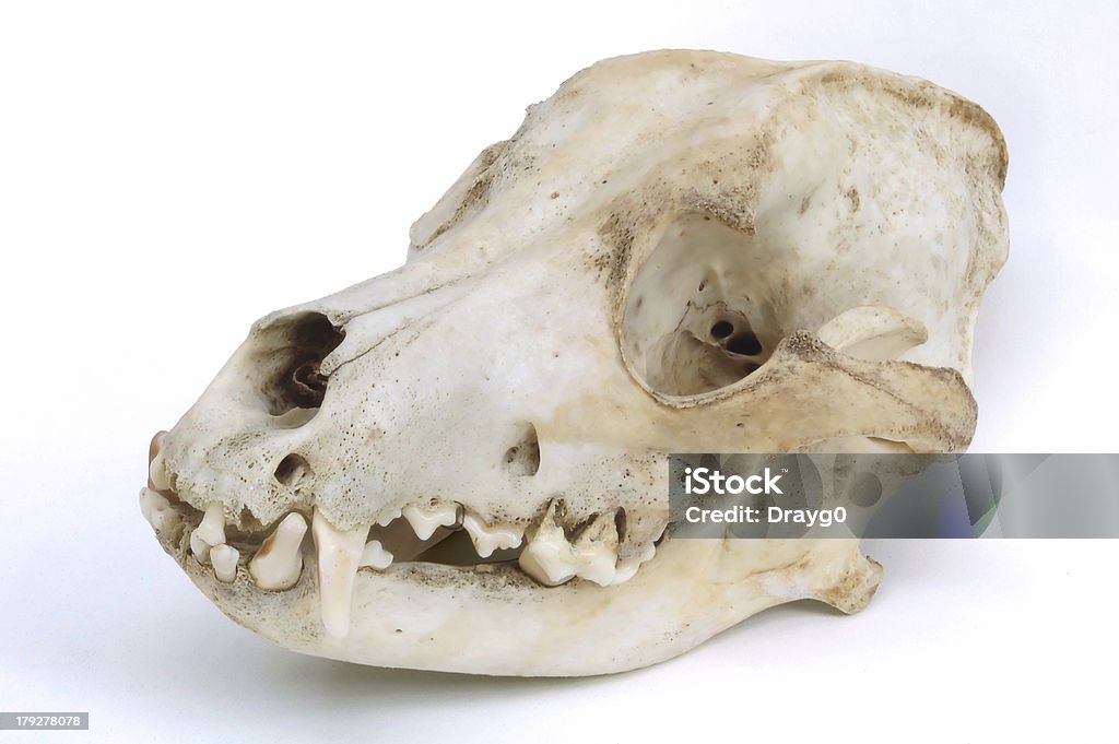 Orecchie del cane - Foto stock royalty-free di Anatomia umana