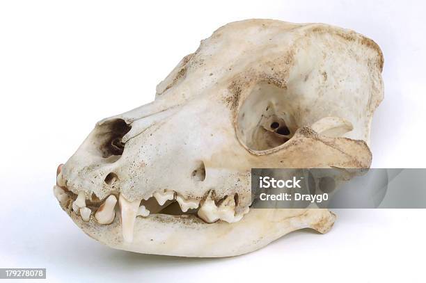 スカルの犬 - イヌ科のストックフォトや画像を多数ご用意 - イヌ科, サイズ 中くらい, 人体構造