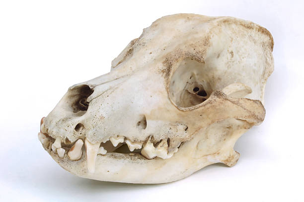 istock Skull of the Dog 179278078