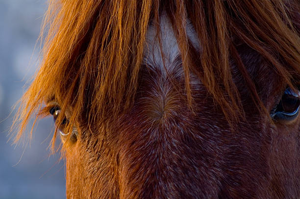 Close up of Horse stock photo