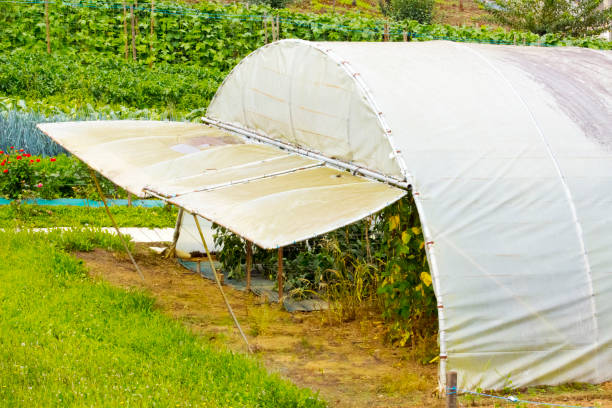 istock Greenhouse, vegetables growing inside. 1792785863