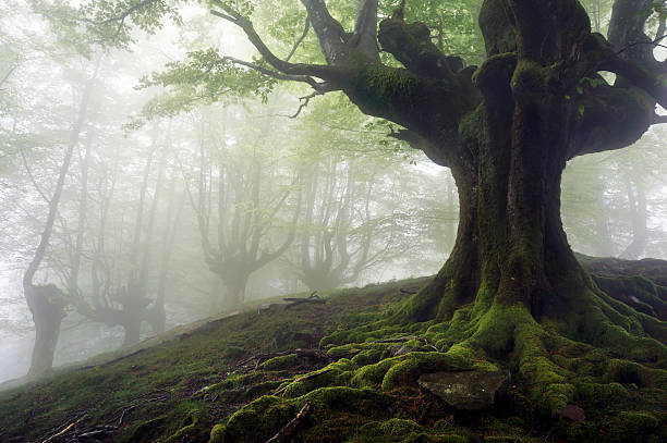 istock foggy forest with mysterious trees and twisted roots 179278606