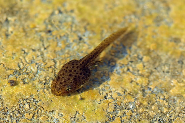 istock A small tadpole in shallow water 179278952