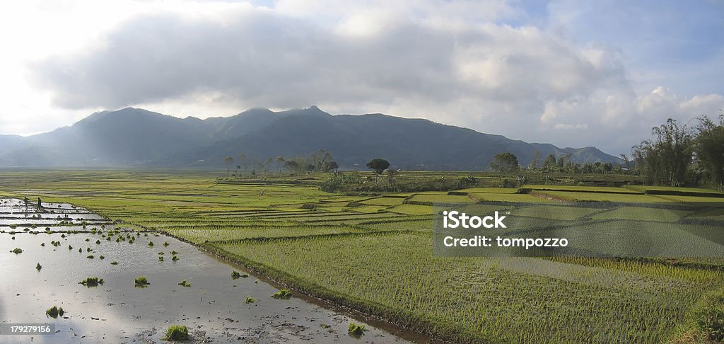 cara, ricefields, con, nublado, sky, ruteng, flores, indonesia, VISTA PANORÁMICA - Foto de stock de Grande libre de derechos