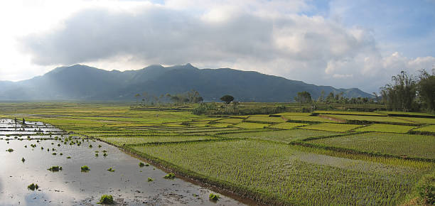 way,ricefields,with,cloudy,sky,ruteng,flores,indonesia,panorama stock photo