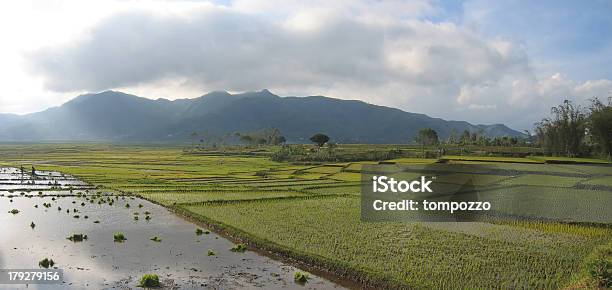 Cara Ricefields С Матовых Небо Ruteng Флорес Индонезия Панорама — стоковые фотографии и другие картинки Большой