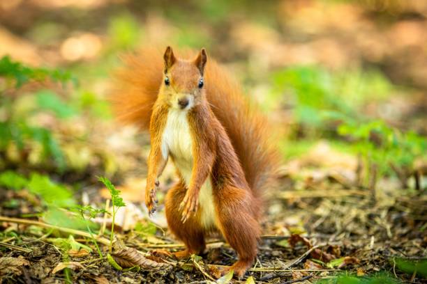 istock Red squirrel standing upright on its hind legs, stretching out its front legs while reaching upwards 1792794203