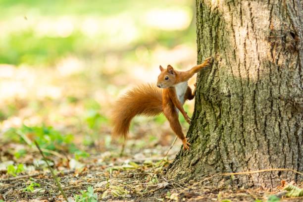 istock Cheerful gray squirrel perched on a tall, lush tree, its small paws gripping the trunk 1792794207
